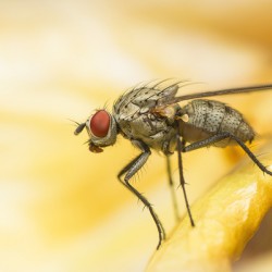 The Fly