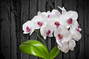Orchid Love