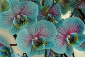 Orchid vibrant