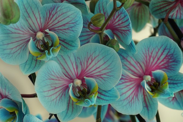 Orchid vibrant Print