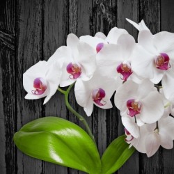 Orchid Love