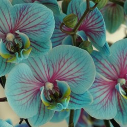 Orchid vibrant