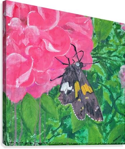 bolina Canvas Print