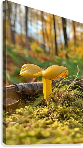 champignon 05 Canvas Print