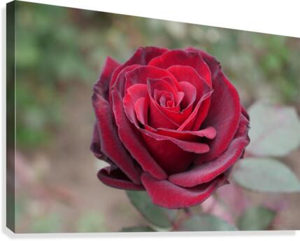 rose rouge Canvas Print
