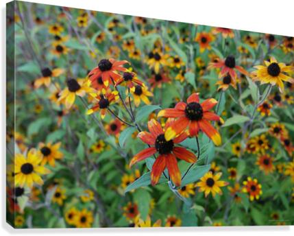 equinacia Canvas Print