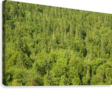 nature 03 Canvas Print