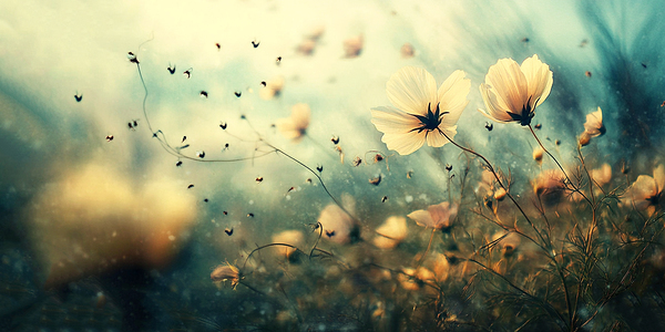 Cosmos field with clear blue sky in the wind blowing for natural background.	 Print