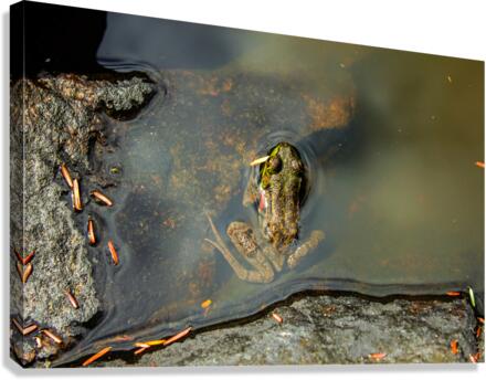 Mink Frog 2 Canvas Print