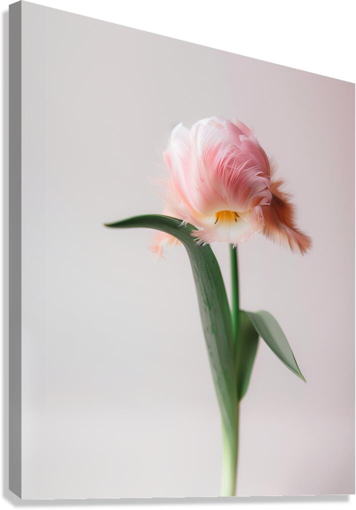 DOWNLOAD   Furry Pink 24x30 4 5ratio Canvas Print