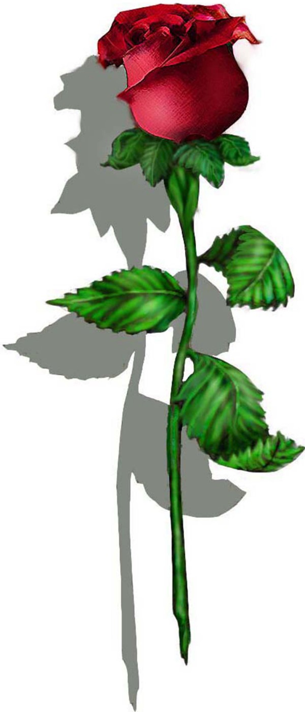 A Rose 3-D Floating Wall Decor Decal by Game Changer Graphics LLC