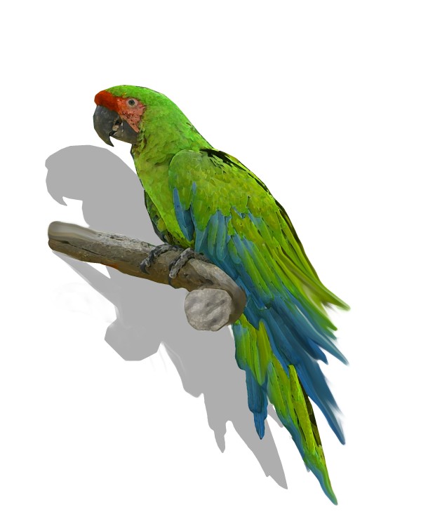 Green Macaw 3-D Floating Wall Decor Decal by Game Changer Graphics LLC