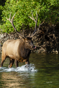 6x7 Bull Elk River Crossing