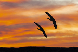 Sandhill Cranes Evening Sky