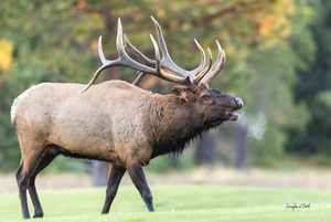 Bull Elk Bugle