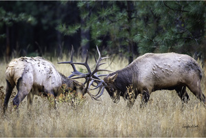 Elk Sparring 