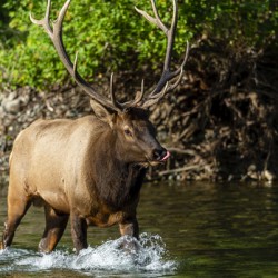 6x7 Bull Elk River Crossing