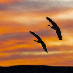 Sandhill Cranes Evening Sky