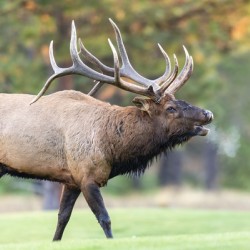 Bull Elk Bugle