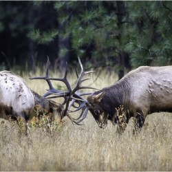 Elk Sparring 