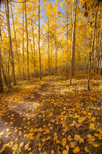 Aspen Path