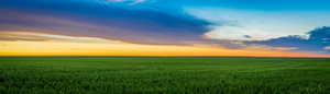 Evening Cornfield on the Plains