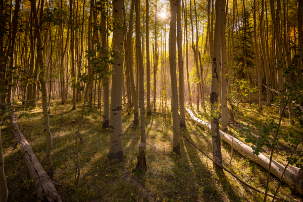 Aspen Afternoons Print