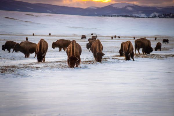 Buffalo in South Park Print