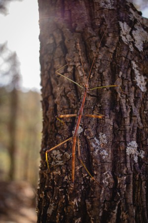 Phasmid