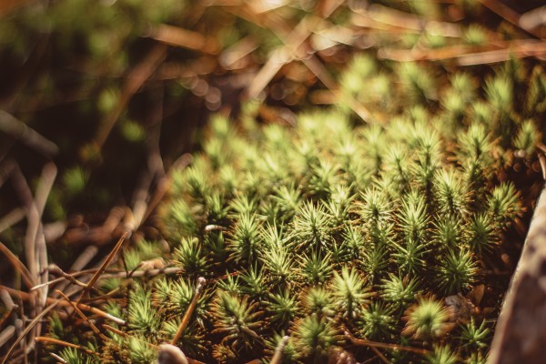Prickly by CZB Photography
