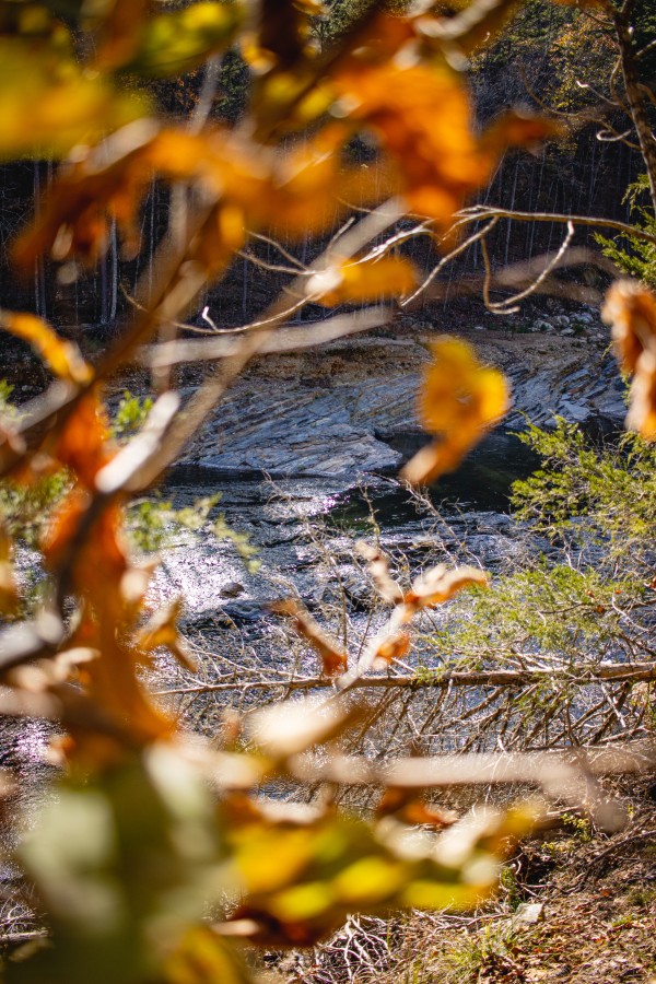 Through the trees by CZB Photography