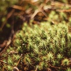 Prickly