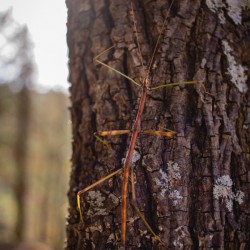 Phasmid