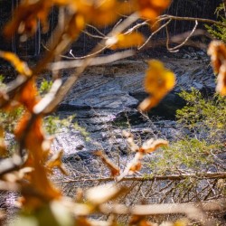 Through the trees
