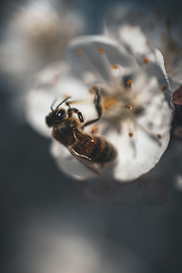 Macro bees 1