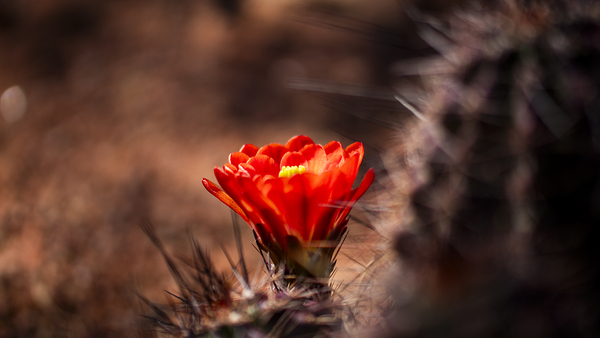 Cactus Blossom  Print
