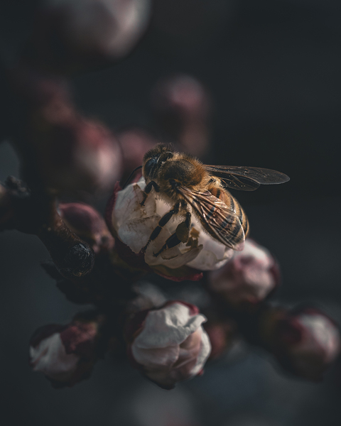 Macro bees 2 Print