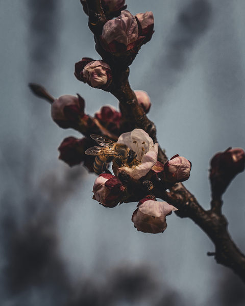 Macro bees 4 Print