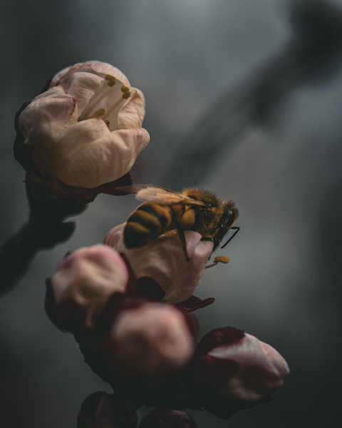 Macro bees 3 Print