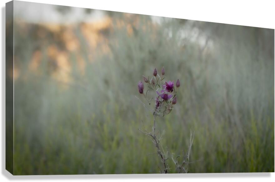 Mojave Indigo Canvas Print