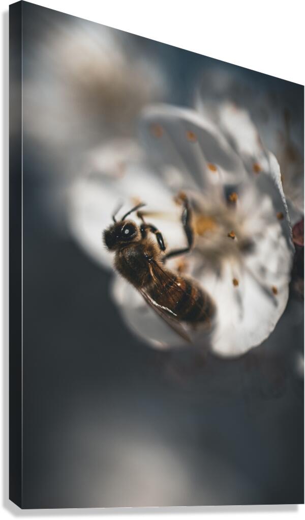 Macro bees 1 Canvas Print