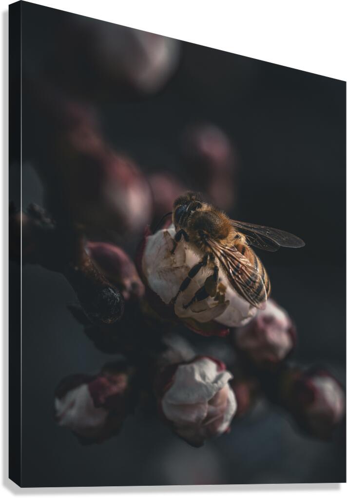 Macro bees 2 Canvas Print