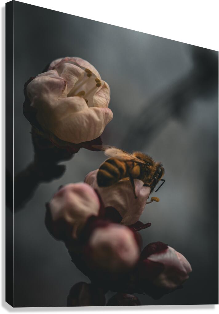 Macro bees 3 Canvas Print