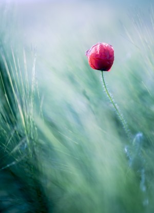 Lost in Paradise ...