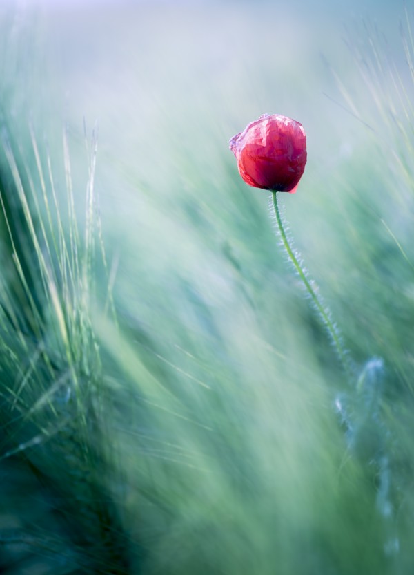 Lost in Paradise ... Print