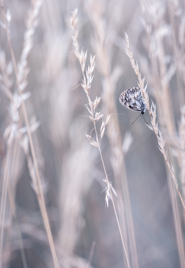 Summer breeze... Print