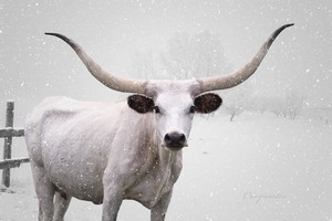 White Longhorn Cow In Snow