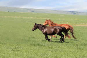 Wild and Free Mustang Mares