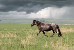 Stormy - Wild Mustang