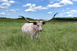Longhorn Cow In Summer Pasture